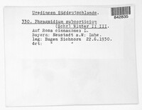 Phragmidium mucronatum image